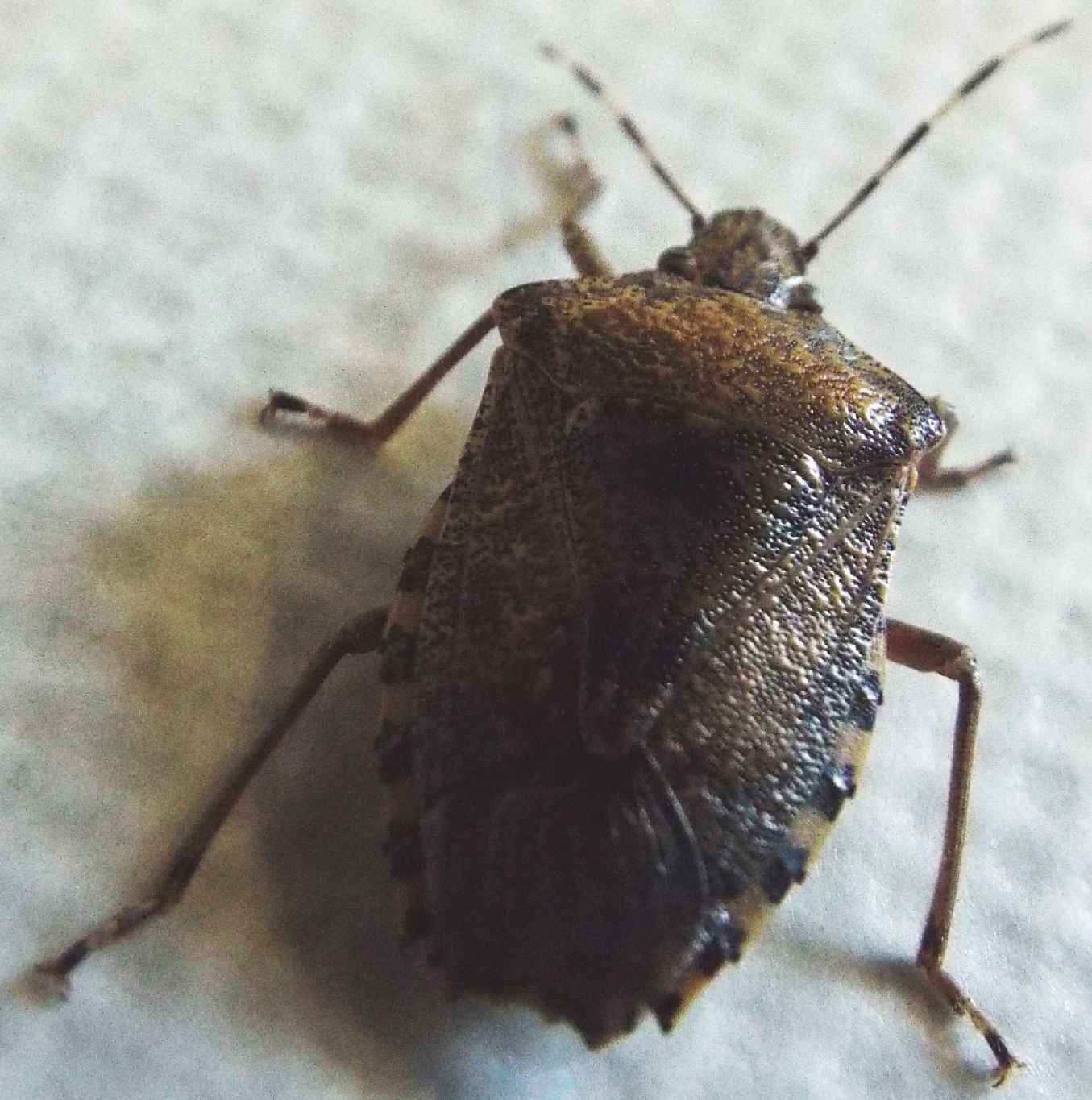 Pentatomidae: Rhaphigaster nebulosa